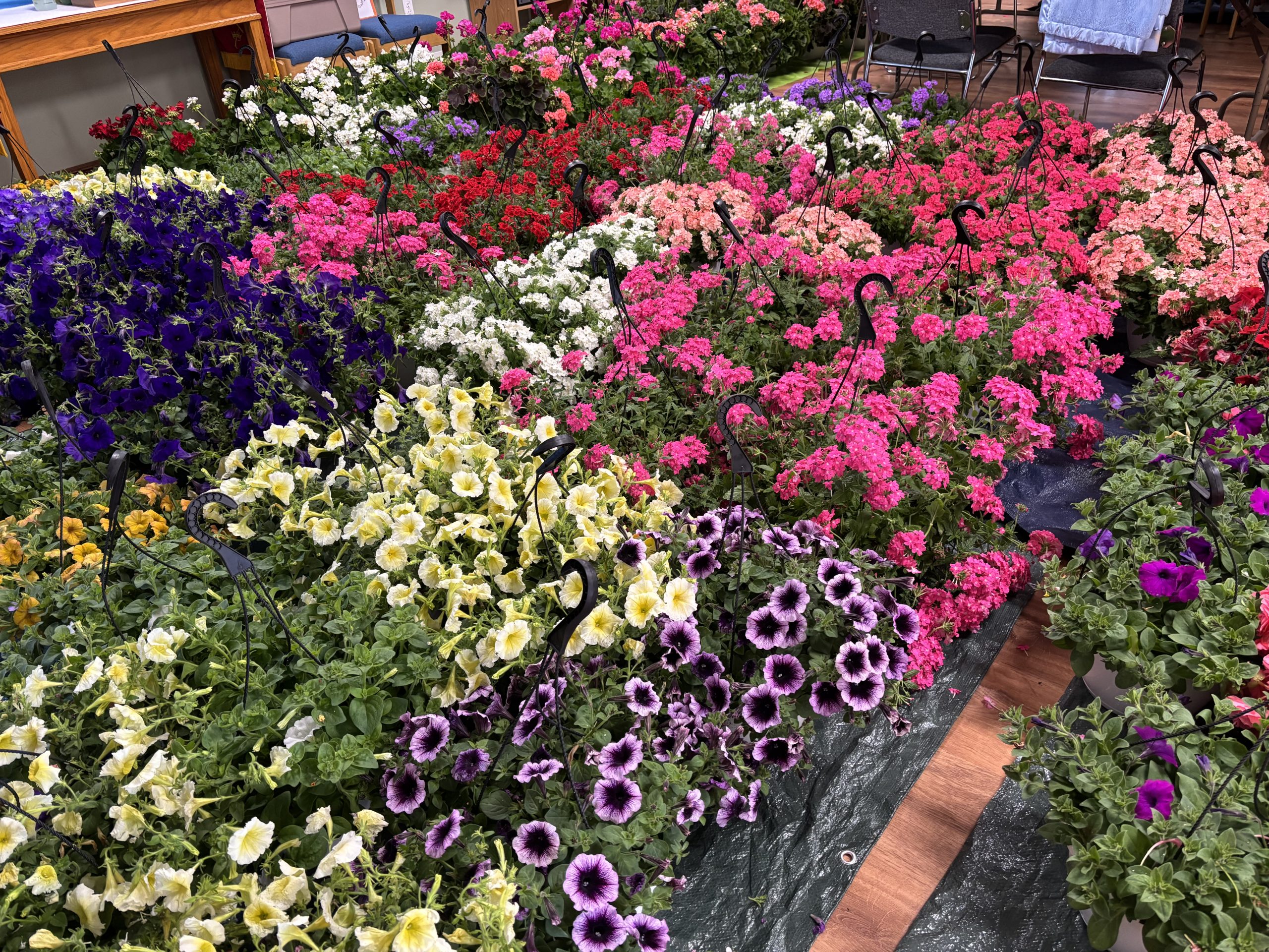 May 2025 – Mother’s Day Flowering Plants