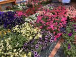 Thumbnail for the post titled: May 2025 – Mother’s Day Flowering Plants